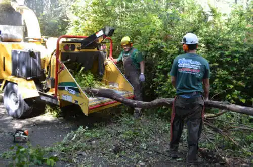 tree services Mountain View